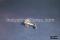 Detroit Radiant F10-1 Pilot Burner